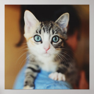 Pôster Azul brilhante gatinho Eyed