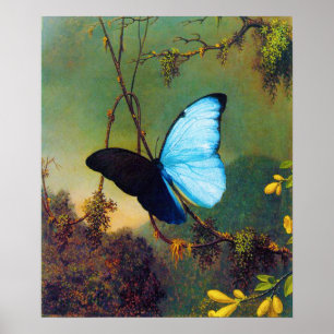 Poster azul da borboleta de Morpho