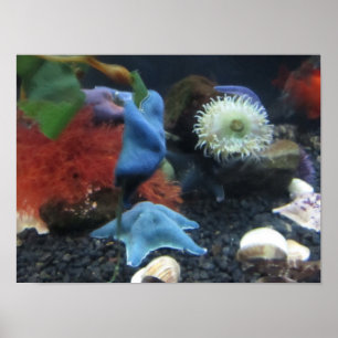 Poster azul da estrela do mar