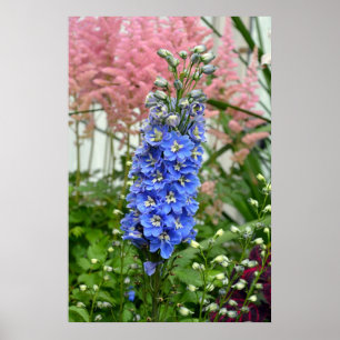 Poster azul da flor do delphinium