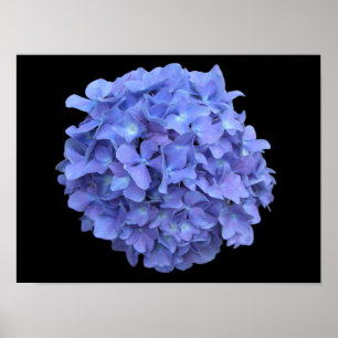 Poster azul da flor do Hydrangea