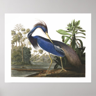 Poster azul da ilustração do pássaro da garça-