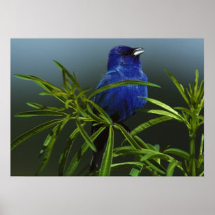 Poster azul da parede da natureza da foto do