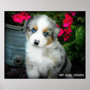 Poster azul do filhote de cachorro do Aussie 2 de