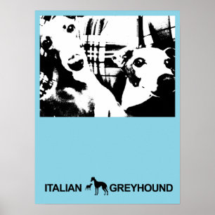 Poster Azul do galgo italiano