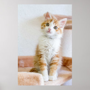 Poster Azul doce gatinho Eyed