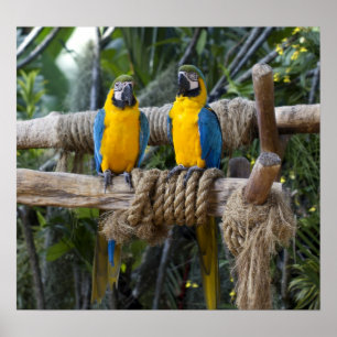 Poster azul e amarelo do Macaw
