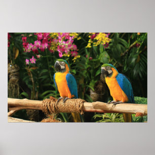 Poster azul e amarelo do Macaw