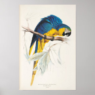 Poster azul e amarelo do Macaw