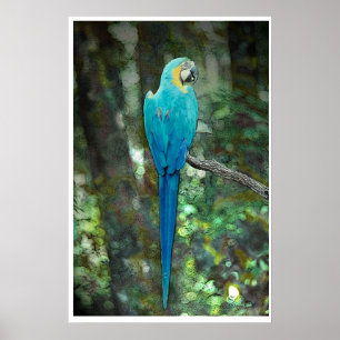 Pôster Azul-e-amarelo-macaw de JungleWalk.com