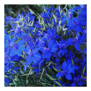 Pôster Azul estético Lobelia florescente cottagecore jard