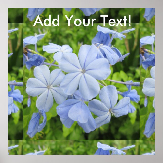 Pôster Azul Flor Plumbago (Frente)