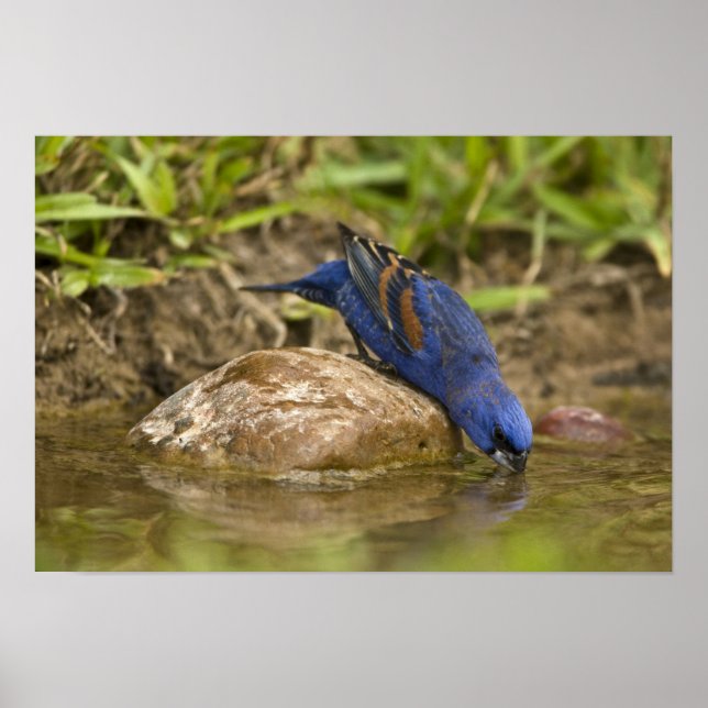 Poster Azul-grande bebendo em lagoa de quintal, (Frente)