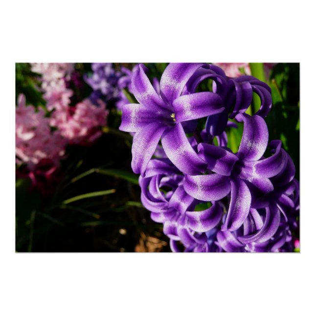 Pôster Azul Hyacinth II Primavera Floral (Frente)