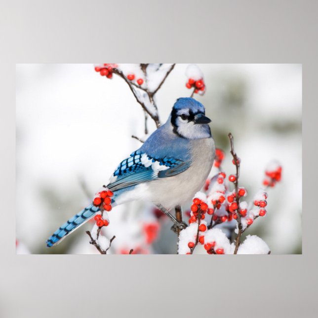 Pôster Azul Jay em Common Winterberry (Frente)