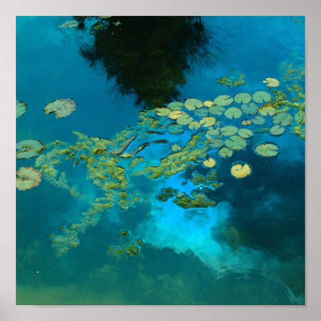 Poster azul koi (Frente)