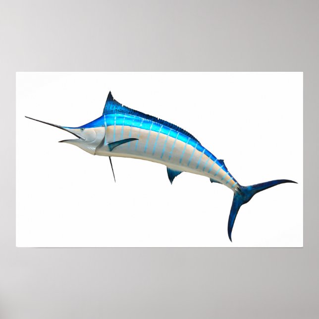 Pôster Azul Marlin Game Fish (Frente)