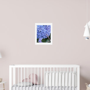 Poster Azul Mophead Hydrangea Floral Bloom