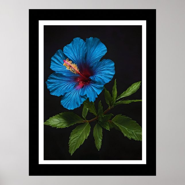 Poster "Azul Radiante: Flor Hibiscus Contra Preto (Frente)