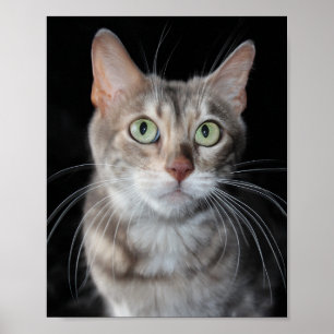 Poster Azul raro fotografia marmoreada do gato de Bengal
