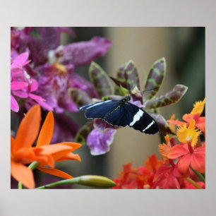 Poster azul tropical da borboleta