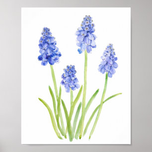Poster azul uva hyacinth watercolor 2023