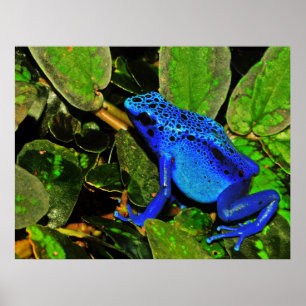 Pôster Azureus azul de Dendrobates do sapo do dardo do