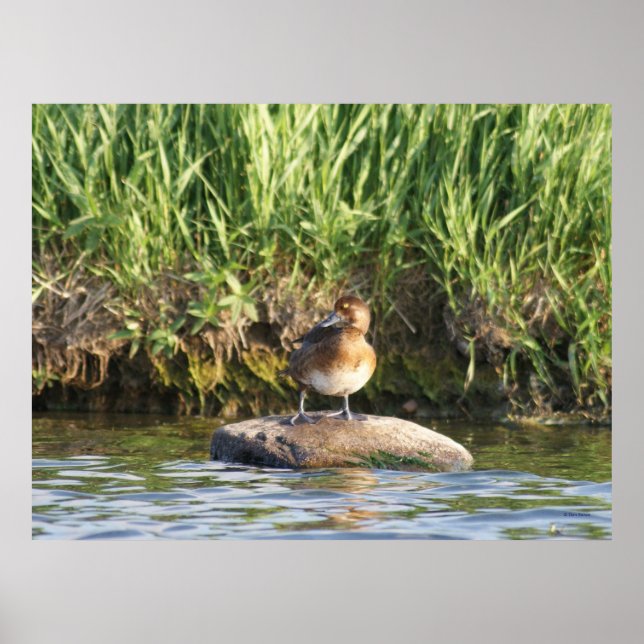 Pôster B18 Menos Scaup (Frente)