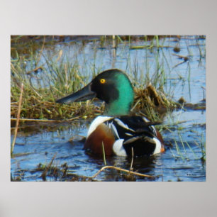 Poster B25 pato-colhereiro do norte Drake