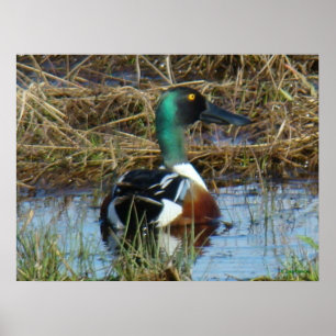 Poster B26 pato-colhereiro do norte Drake