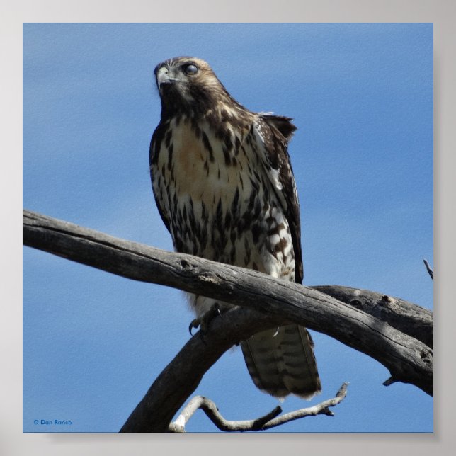 Poster B54 Falcão-de-Swainson (Frente)