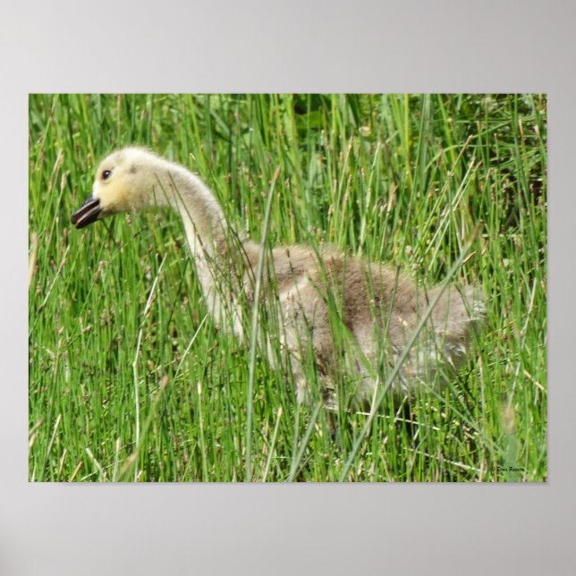 Poster B58 Ganso Canadense Gosling na Grama (Frente)