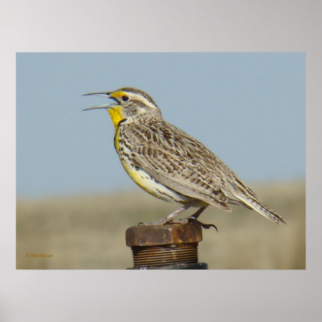 Pôster B6 Meadowlark Ocidental (Frente)