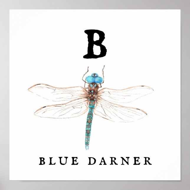 Poster "B" Blue Darner (Frente)