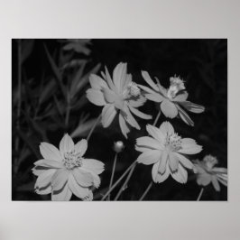 Poster B&W - Grupo de Cosmos de Enxofre