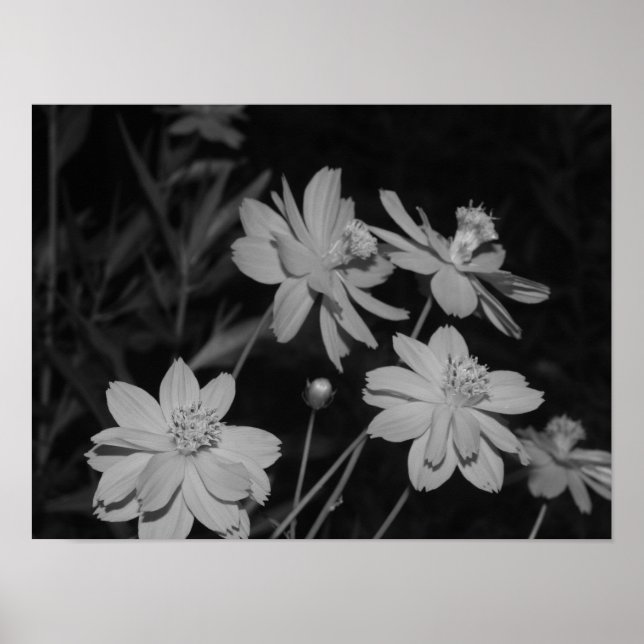 Poster B&W - Grupo de Cosmos de Enxofre (Frente)