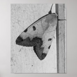 Poster B&W - Ophiusa tirhaca, o tambor verde