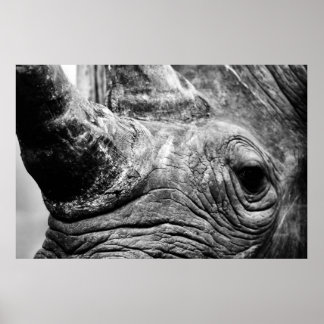 Pôster B&W Rhino