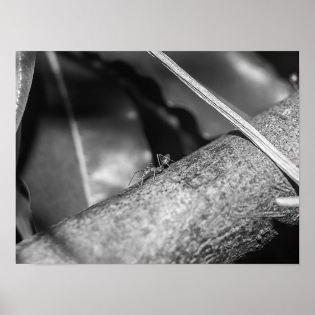 Poster B&W - Weaver Ant em uma Madeira (Frente)