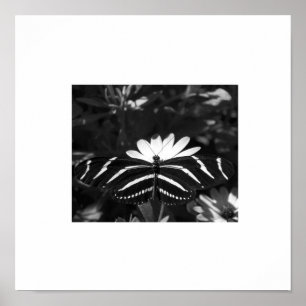 Pôster B&W Zebra Butterfly on White
