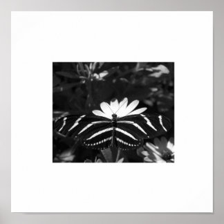 Pôster B&W Zebra Butterfly on White