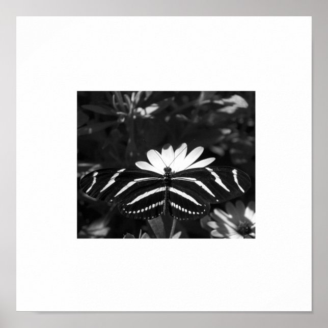 Pôster B&W Zebra Butterfly on White (Frente)