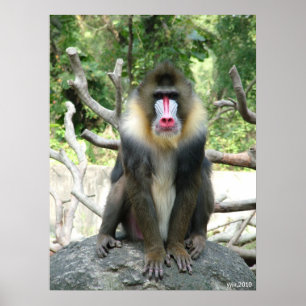 Poster Baboon