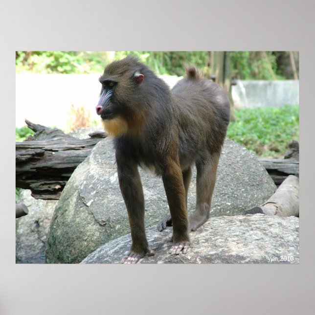 Pôster Baboon (Frente)