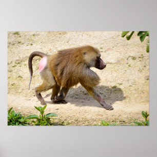 Pôster Baboon andando no chão