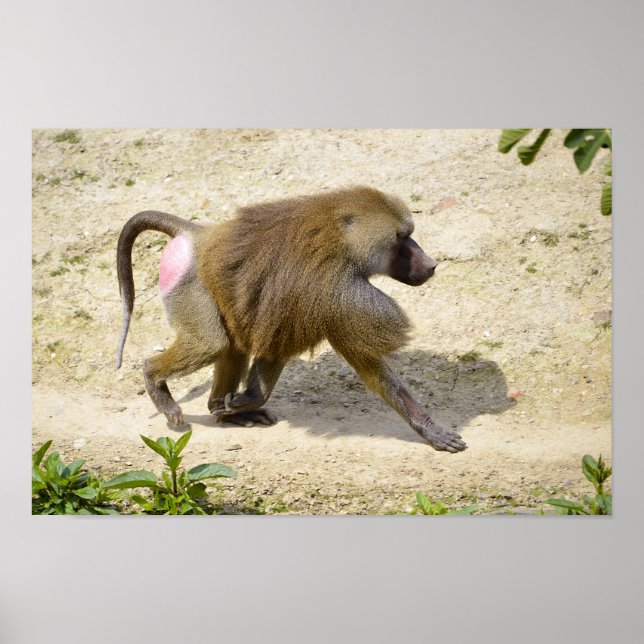 Pôster Baboon andando no chão (Frente)