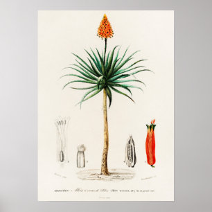 Poster babosa candelabro (aloe fruticosa)