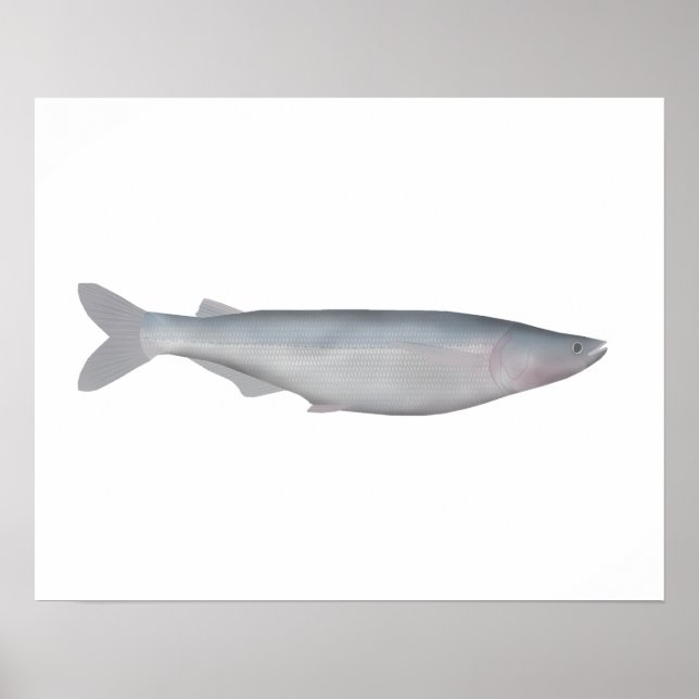 Poster Baboso (Frente)