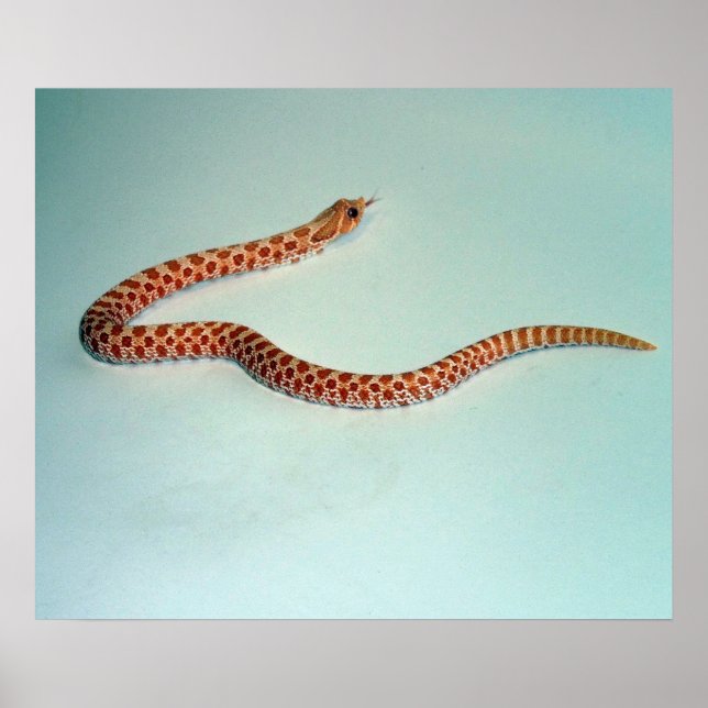 Pôster Baby Albino Hognose Cobra Poster/Pring (Frente)