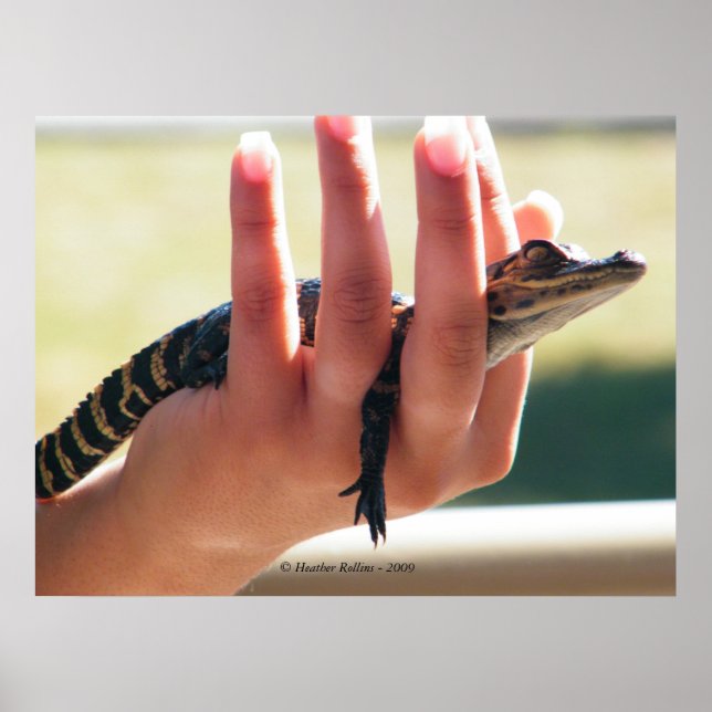 Pôster Baby Alligator (Frente)